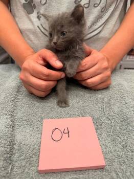 Opie -  Domestic Short Hair Cat for Adoption in Vancouver, Washington - Opie | PetCurious