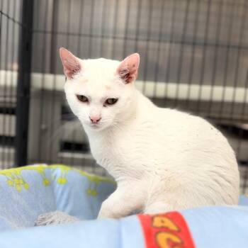 Lorain -  Domestic Short Hair Cat for Adoption in Portage, Michigan - Lorain | PetCurious