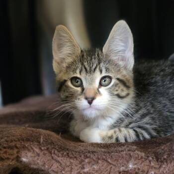 Tails -  Domestic Short Hair Cat for Adoption in Spokane, Washington - Tails | PetCurious