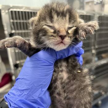 Alfredo -  Domestic Short Hair Cat for Adoption in Greensboro, North Carolina - Alfredo | PetCurious