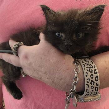 Domestic Long Hair Cats Available for Adoption in Beulaville, North Carolina - Copy | PetCurious