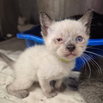 Squall (lime collar) -  Domestic Short Hair Cat for Adoption in Kingman, Kansas - Squall (lime Collar) | PetCurious