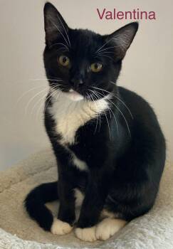 Tuxedo and American Shorthair Cats Available for Adoption in Billerica, Massachusetts - Valentina | PetCurious