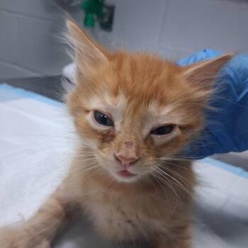 Friend Bear -  Domestic Short Hair Cat for Adoption in Summerville, South Carolina - Friend Bear | PetCurious