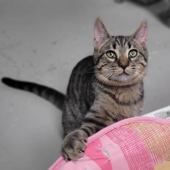 Rescue Domestic Short Hair Cats for Adoption in Laredo, Texas - Bobby | PetCurious