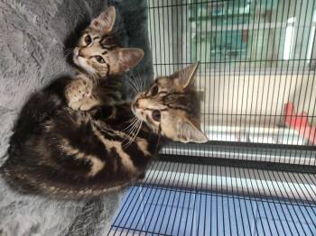 Blue Ranger -  Domestic Short Hair Cat for Adoption in Charleston, South Carolina - Blue Ranger | PetCurious