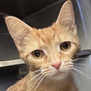 Domestic Short Hair Cats Available for Adoption - Queen | PetCurious