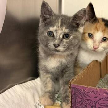 Domestic Short Hair Cats Available for Adoption in Richmond, Virginia - Paper Plane | PetCurious