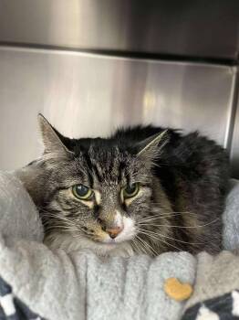 Domestic Long Hair Cats Available for Adoption - Yogi | PetCurious