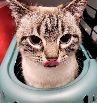 Dumpling -  Siamese Cat for Adoption in Bloomington, Indiana - Dumpling | PetCurious