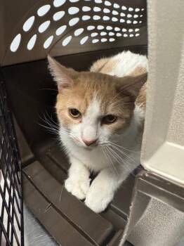 Domestic Short Hair Cats Available for Adoption in Bloomington, Indiana - Chutes And Ladders | PetCurious