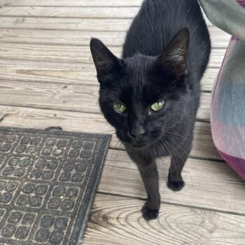 Bub -  Domestic Short Hair Cat for Adoption in Rochester, Minnesota - Bub | PetCurious