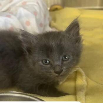 The Spicy Kittens - Habaneno -  Domestic Long Hair Cat for Adoption in Washington, District Of Columbia - The Spicy Kittens - Habaneno | PetCurious
