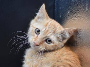 Trapper -  Domestic Short Hair Cat for Adoption in Portland, Oregon - Trapper | PetCurious