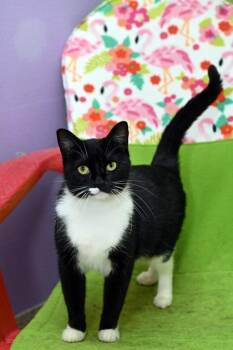 Domestic Short Hair Cats Available for Adoption - Cherie | PetCurious