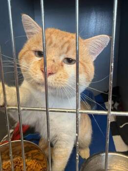 Cheeks -  Domestic Short Hair Cat for Adoption in Winchester, Indiana - Cheeks | PetCurious