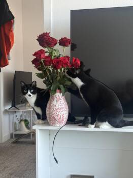 Boudicca and Hera -  Domestic Short Hair Cat for Adoption in San Jose, California - Boudicca And Hera | PetCurious