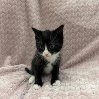 Domestic Short Hair Cats Available for Adoption in Raleigh, North Carolina - Penguin | PetCurious