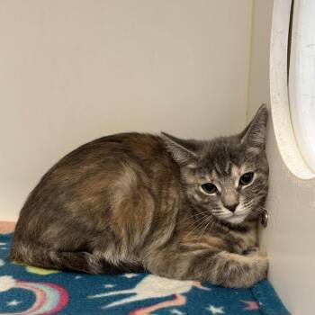 Siracha -  Domestic Short Hair Cat for Adoption in Beaumont, Texas - Siracha | PetCurious