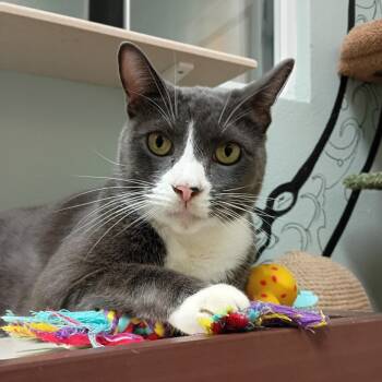 Rescue Domestic Short Hair Cats for Adoption in Titusville, Florida - George | PetCurious