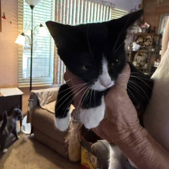 Double Take -  Tuxedo Cat for Adoption in Las Vegas, Nevada - Double Take | PetCurious