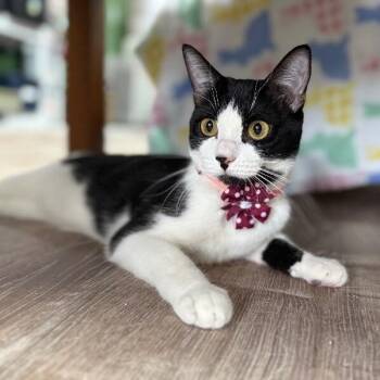 Kiwi Fruit -  Tuxedo and Domestic Short Hair Cat for Adoption in Friendswood, Texas - Kiwi Fruit | PetCurious