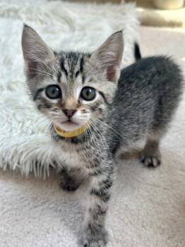 Croissant (dog friendly) -  Domestic Short Hair Cat for Adoption in Lemoyne, Pennsylvania - Croissant (dog Friendly) | PetCurious