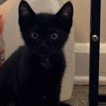 Jetson -  Domestic Short Hair Cat for Adoption in Carmel, Indiana - Jetson | PetCurious