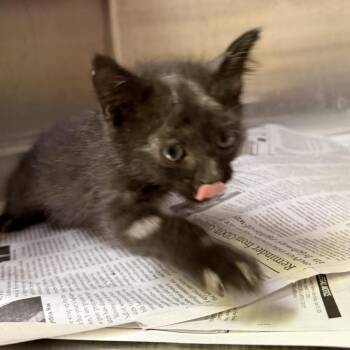 Domestic Short Hair Cats Available for Adoption in Pauls Valley, Oklahoma - Steve | PetCurious