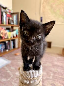 Edgar aka Eddie -  Domestic Short Hair Cat for Adoption in Lafayette, Colorado - Edgar Aka Eddie | PetCurious
