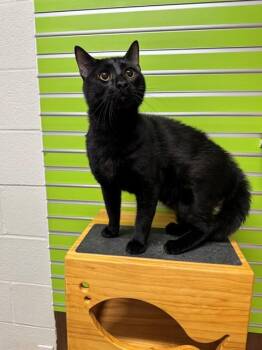 Domestic Short Hair Cats Available for Adoption in St. Peters, Missouri - LUCA | PetCurious
