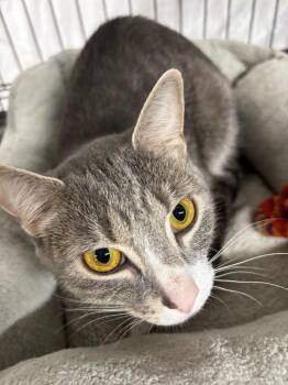Renee -  Domestic Short Hair Cat for Adoption in Camp Hill, Pennsylvania - Renee | PetCurious
