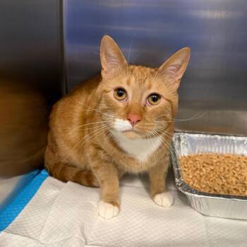 Domestic Short Hair Cats Available for Adoption - Imposter | PetCurious