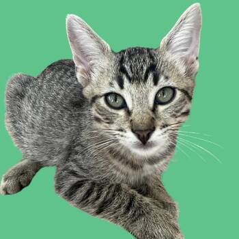 Rescue Tabby Cats for Adoption in Los Angeles, California - Frankie | PetCurious