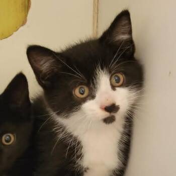 William -  Domestic Short Hair Cat for Adoption in Columbia, Missouri - William | PetCurious