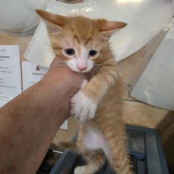 Mike Wazowski -  Domestic Short Hair Cat for Adoption in Eureka Springs, Arkansas - Mike Wazowski | PetCurious