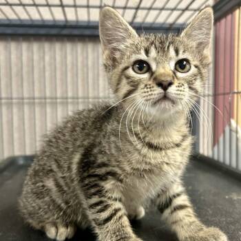 Domestic Medium Hair Cats Available for Adoption in Saint Joseph, Missouri - Garcia | PetCurious