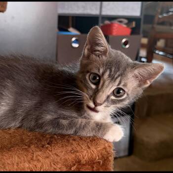 Denali -  Domestic Short Hair Cat for Adoption in Brentwood, California - Denali | PetCurious