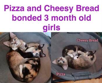 Pizza -  Domestic Short Hair Cat for Adoption in Mustang, Oklahoma - Pizza | PetCurious