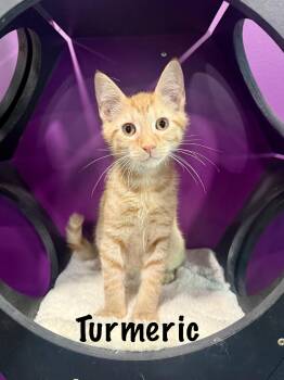 Turmeric -  Domestic Short Hair Cat for Adoption in Frewsburg, New York - Turmeric | PetCurious