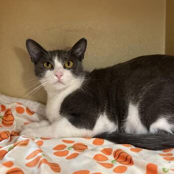 Sola -  Domestic Short Hair Cat for Adoption in Spokane, Washington - Sola | PetCurious