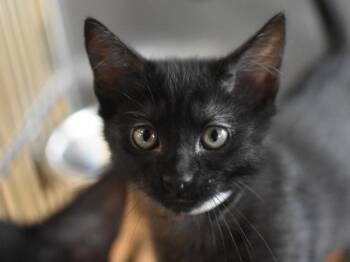 Poppy -  Domestic Short Hair Cat for Adoption in Portland, Oregon - Poppy | PetCurious