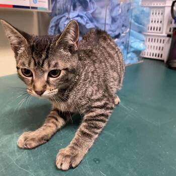 Marsha -  Domestic Short Hair Cat for Adoption in Pasadena, California - Marsha | PetCurious