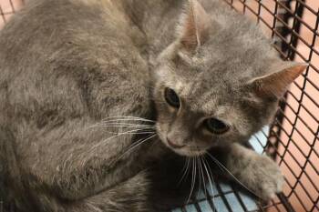 NINI -  Domestic Short Hair Cat for Adoption in Columbia, South Carolina - NINI | PetCurious
