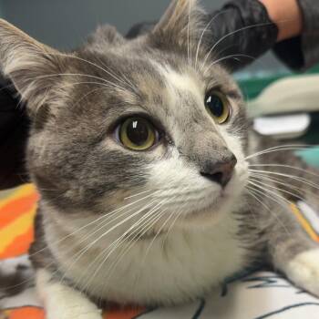 Domestic Short Hair Cats Available for Adoption - JC | PetCurious