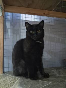 Rescue Domestic Short Hair Cats for Adoption in Courtenay, British Columbia - Deejay | PetCurious