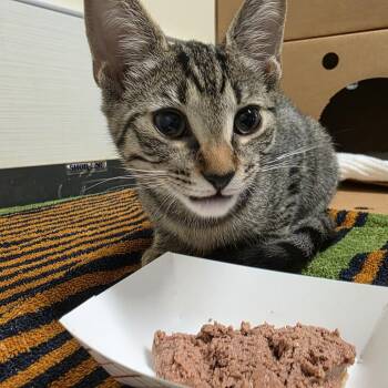 Natalie -  Domestic Short Hair Cat for Adoption - Natalie | PetCurious