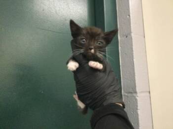 A1926664 -  Domestic Short Hair Cat for Adoption in Thousand Palms, California - A1926664 | PetCurious