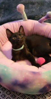 Rescue Domestic Short Hair Cats for Adoption - Diablo | PetCurious