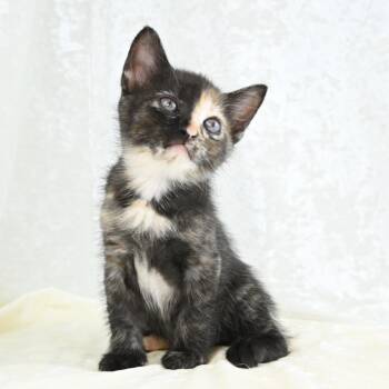 Domestic Short Hair Cats Available for Adoption in Mobile, Alabama - Loee | PetCurious